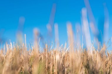 Samandan saman tarlası altın kaplama güzel yaz manzaralı bulgarya yazı fotokopi alanı temiz metin bakış açısı yaratıcı