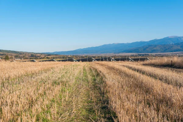 Person View Yellow Agricultural Fields Harvest Next Solar Panel Station — Stock Photo, Image