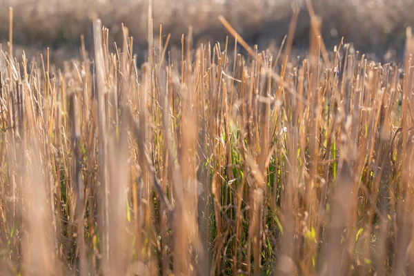 Heu Stroh Feld Golden Nahaufnahme Schön Sommer Ländlich Sonne Landschaft — Stockfoto