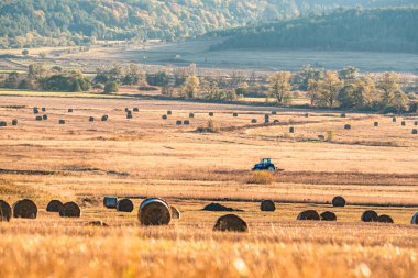 Traktör saman balyaları topluyor güneş bataklık tarım tarım minimum makine altın saman uzaktaki çalışma alanı metin mavi keskin odak için kopyalama alanı