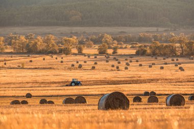 Yalnız traktör hasat saman tarlası sakalı altın sarısı turuncu sonbahar arka planı büyük bulgaria teknoloji makine kopyalama alanı metin alanı