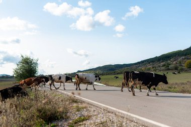 Yol boyunca otlayan inekler sonbaharda çimenler yeşil sıcak bir gün güneşli kırsal köy Bulgaria metin için fotokopi alanı