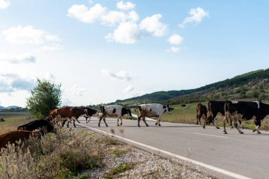 Yol boyunca otlayan inekler sonbaharda çimenler yeşil sıcak bir gün güneşli kırsal köy Bulgaria metin için fotokopi alanı