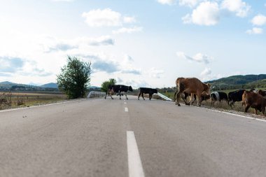 Yol boyunca otlayan inekler sonbaharda çimenler yeşil sıcak bir gün güneşli kırsal köy Bulgaria metin için fotokopi alanı