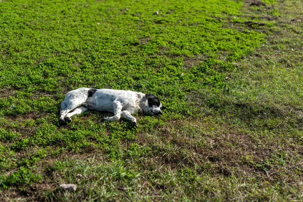 Pies Pasterski Zmęczony Odpoczynkiem Trawie Leżącej Wiejskim Gruncie Jesień Scena — Zdjęcie stockowe