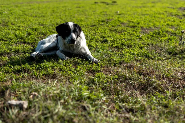 Pastore Cane Stanco Riposo Sull Erba Sdraiato Sulla Fattoria Rurale — Foto Stock