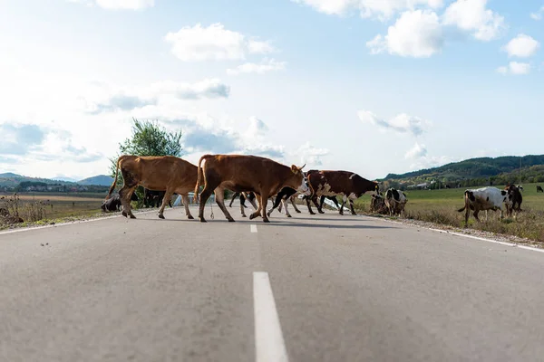 Yol boyunca otlayan inekler sonbaharda çimenler yeşil sıcak bir gün güneşli kırsal köy Bulgaria metin için fotokopi alanı