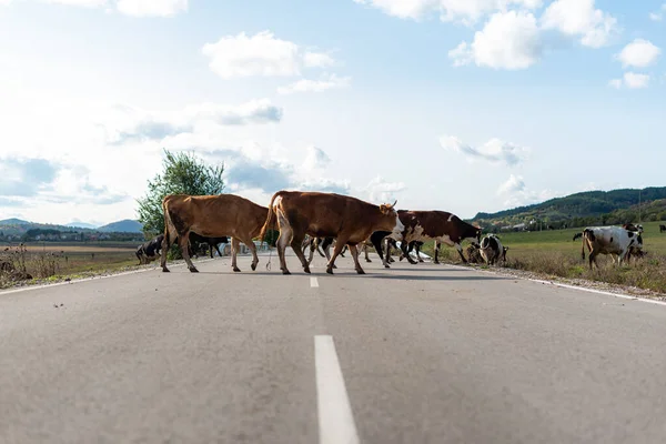 Yol boyunca otlayan inekler sonbaharda çimenler yeşil sıcak bir gün güneşli kırsal köy Bulgaria metin için fotokopi alanı