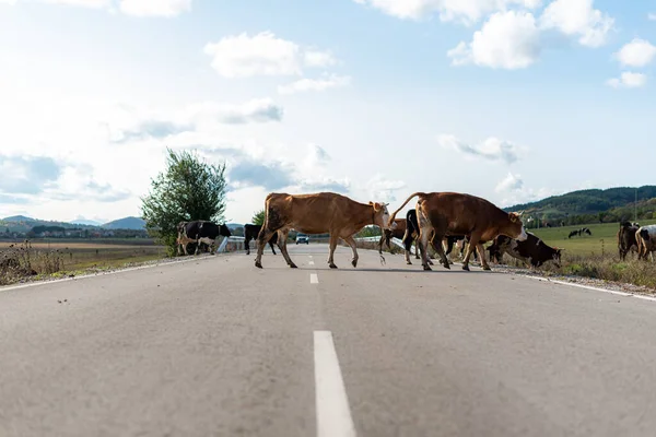 Yol boyunca otlayan inekler sonbaharda çimenler yeşil sıcak bir gün güneşli kırsal köy Bulgaria metin için fotokopi alanı