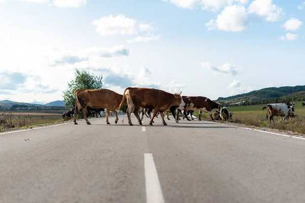 Crossing Road Pastwiska Spacery Krowy Trawa Jesień Zielony Ciepły Dzień Obraz Stockowy