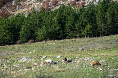 Minyatür çobanlar sığır inekleri sonbahar gölgeleri güneş ışınları kayalık yamaçlar tipik kırsal manzara mavi yaşam tarzı bulgaria yazı için kopyalama alanı