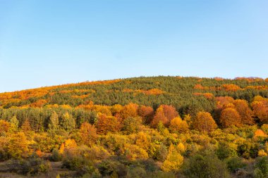 Sonbahar yamaçlarında renkli ağaçlarla kaplı orman keskin detayları turuncu yeşil dağ manzarası mavi gökyüzü açık bulgarya metin için kopyalama alanı