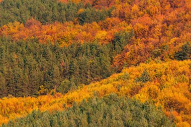 Sonbahar rengarenk ormanın üst tarafında ağaçlar mevsimi kırsal manzara Bulgaria doğa telefon zoom minimum doku kopyalama alanı yazı turuncusu ılık için