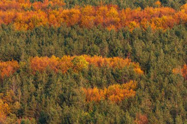 Sonbahar rengarenk ormanın üst tarafında ağaçlar mevsimi kırsal manzara Bulgaria doğa telefon zoom minimum doku kopyalama alanı yazı turuncusu ılık için