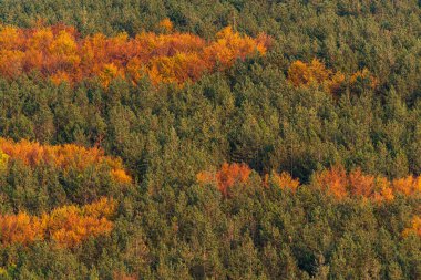 Sonbahar rengarenk ormanın üst tarafında ağaçlar mevsimi kırsal manzara Bulgaria doğa telefon zoom minimum doku kopyalama alanı yazı turuncusu ılık için