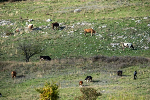 양치기 소들의 햇살이 바위가 비탈을 드리우고 있습니다 생활을 마을의 모습입니다 — 스톡 사진