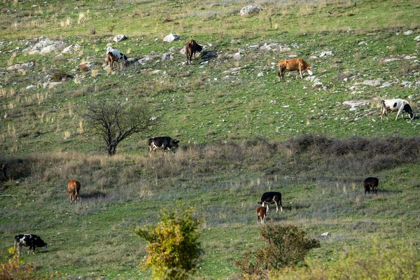 Minyatür çobanlar sığır inekleri sonbahar gölgeleri güneş ışınları kayalık yamaçlar tipik kırsal manzara mavi yaşam tarzı bulgaria yazı için kopyalama alanı