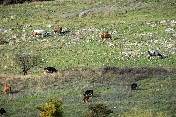 ミニチュア羊飼いの牛秋の色合い太陽岩の丘の中腹に典型的な農村シーン緑の青のライフスタイルのブルガリアのコピースペーステキストが活気に満ちた — ストック写真
