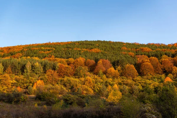 Hösten Sluttning Täckt Med Färgglada Träd Skog Skarp Detalj Orange — Stockfoto