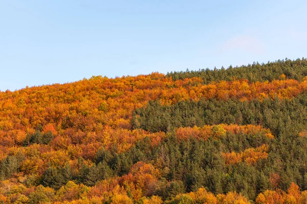 Hösten Sluttning Täckt Med Färgglada Träd Skog Skarp Detalj Orange — Stockfoto