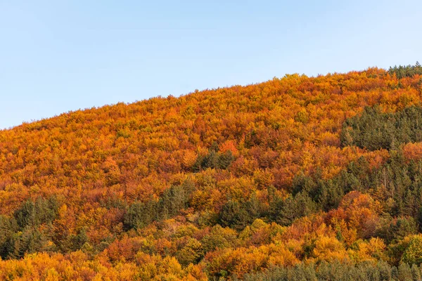 Hösten Sluttning Täckt Med Färgglada Träd Skog Skarp Detalj Orange — Stockfoto