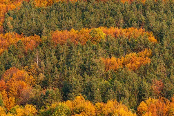 Hösten Färgglada Skog Sida Ovanifrån Träd Säsong Landsbygd Scen Bulgarien — Stockfoto