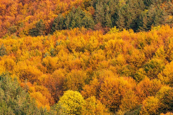 Hösten Färgglada Skog Sida Ovanifrån Träd Säsong Landsbygd Scen Bulgarien — Stockfoto