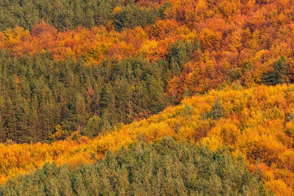 Hösten Färgglada Skog Sida Ovanifrån Träd Säsong Landsbygd Scen Bulgarien — Stockfoto