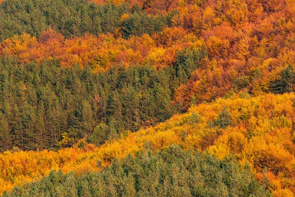Sonbahar rengarenk ormanın üst tarafında ağaçlar mevsimi kırsal manzara Bulgaria doğa telefon zoom minimum doku kopyalama alanı yazı turuncusu ılık için