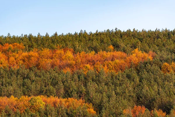 Hösten Sluttning Täckt Med Färgglada Träd Skog Skarp Detalj Orange — Stockfoto