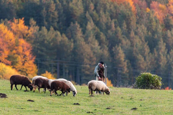 Escena Rural Búlgara Paisaje Pastor Ovejas Otoño Coloridos Árboles Naranja — Foto de Stock