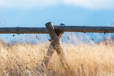 Küçük sığır kütüğü çitleri mavi gökyüzü arka planında uzun altın sonbahar çimlerinde ev yapımı.