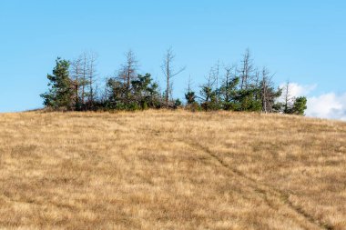 Tepenin tepesinde yetişen yalnız ağaçlar kırsalda altın sonbahar otlaklarında bulgaria metinler için kopyalama alanı