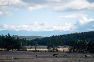 Otlaklarda otlayan atlar panoramik sonbahar manzarası kırsal gün bulutlu gün, yazı için İspanya doğası kopyalama alanı