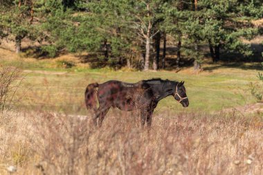 Bulgaristan 'ın otlağındaki bir çiftlikte dört nala koşan bedava atlar saf ve güzel bir doğa manzarası doğuruyor.