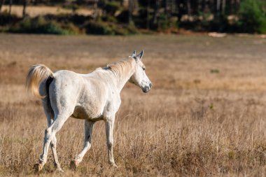 Bulgaristan 'ın otlağındaki bir çiftlikte dört nala koşan bedava atlar saf ve güzel bir doğa manzarası doğuruyor.