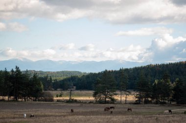 Otlaklarda otlayan atlar panoramik sonbahar manzarası kırsal gün bulutlu gün, yazı için İspanya doğası kopyalama alanı