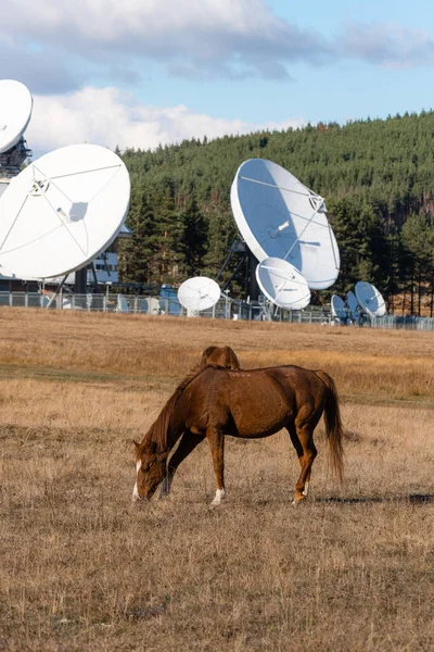 Horses on pasture autumn scene with large communication base with satellites in background rare rural scene nature technology lots of copy space for text
