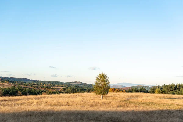 澄んだ青空とブルガリアの明るい太陽の下で孤独な秋の木黄金の草の丘農村風景 — ストック写真