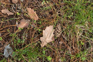Kuru iğneler kahverengi koniler yeşil yosun sonbahar orman zemininde doku ve detaylar