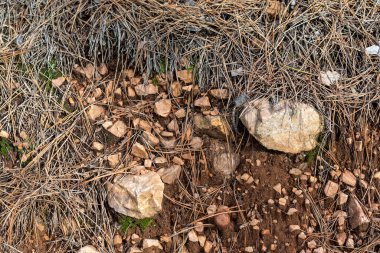 Laterite toprağı turuncu kil kayalar kuru çimen iğneleri sonbahar ormanı dokusu metinler için kopyalama alanı