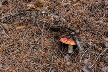 Ormanın derinliklerinde sonbahar yaprakları ve ahşap sopalarla çevrili mantarlar.