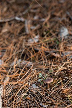 Keskin odaklı küçük mantar orman zeminine düşmüş sonbahar yaprakları ve sopalarla kaplıdır.