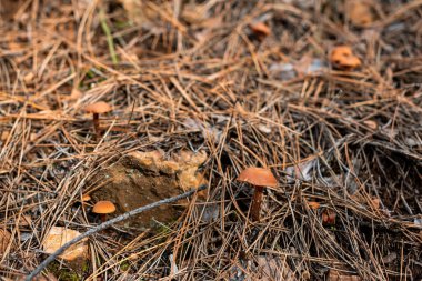 Keskin odaklı küçük mantar orman zeminine düşmüş sonbahar yaprakları ve sopalarla kaplıdır.