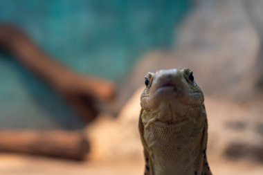 Borneo Adası 'ndan gelen kertenkele Varanus Komodo ejderhası kum biyomu içinde sıcak iklimi çevreledi.