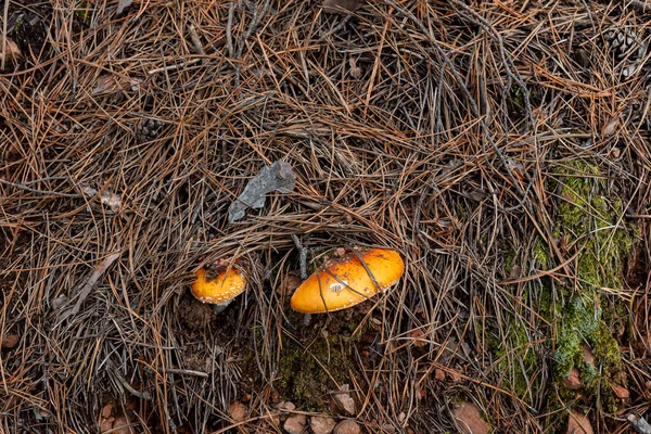Wildpilz Orange Auf Waldboden Versteckt Sich Unter Kiefernnadeln Trockene Blätter — Stockfoto