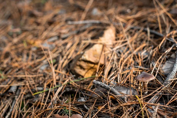 Kleiner Pilz Scharfem Fokus Auf Waldboden Mit Abgefallenen Herbstblättern Und — Stockfoto