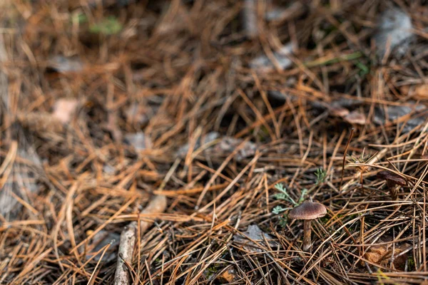 Kleiner Pilz Scharfem Fokus Auf Waldboden Mit Abgefallenen Herbstblättern Und — Stockfoto