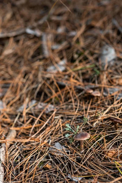 Kleiner Pilz Scharfem Fokus Auf Waldboden Mit Abgefallenen Herbstblättern Und — Stockfoto