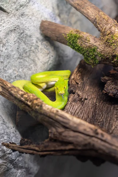 Nemli Kaya Yosunu Biyomu Içinde Küçük Yeşil Yılan Pitonu Sıcak — Stok fotoğraf